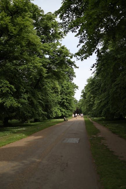 A wide, straight pathway in Morden Hall Park, flanked by tall, dense trees with lush green foliage on both sides. The pathway is made of compacted gravel and has a slight downward slope towards the distance. In the background, several people are visible walking and engaging in leisure activities, some appearing to be in small groups or pairs. The scene is illuminated by natural daylight, with shadows cast by the trees, creating a shaded corridor that exemplifies a peaceful natural setting suitable for outdoor activities. This environment often serves as a scenic route for home removal teams or residents moving within Morden, supporting logistics and packing activities in outdoor settings, while [COMPANY_NAME] occasionally utilises similar routes for furniture transport and relocation.